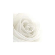 White Rose Thank You Card