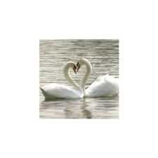 Swans Reply Card