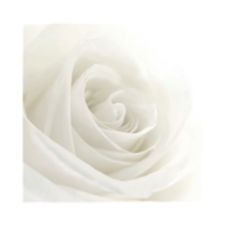 White Rose Day Invitation