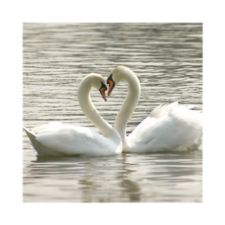 Swans Day Invitation